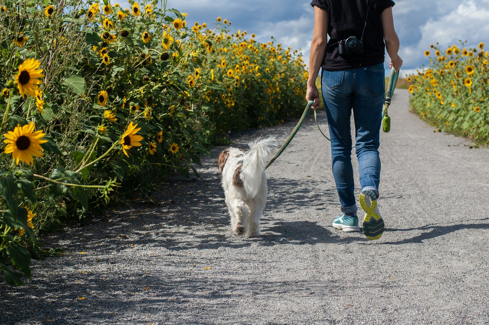 get paid for dog time