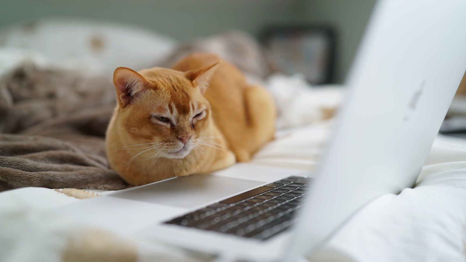 pet sitter