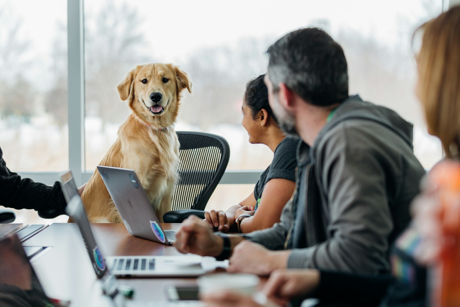 get paid for dog time