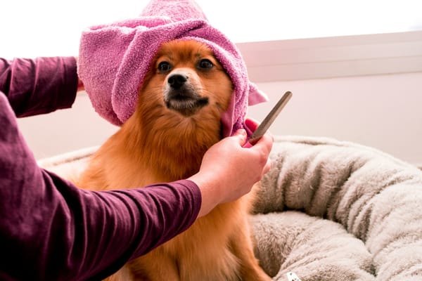 get paid for dog time